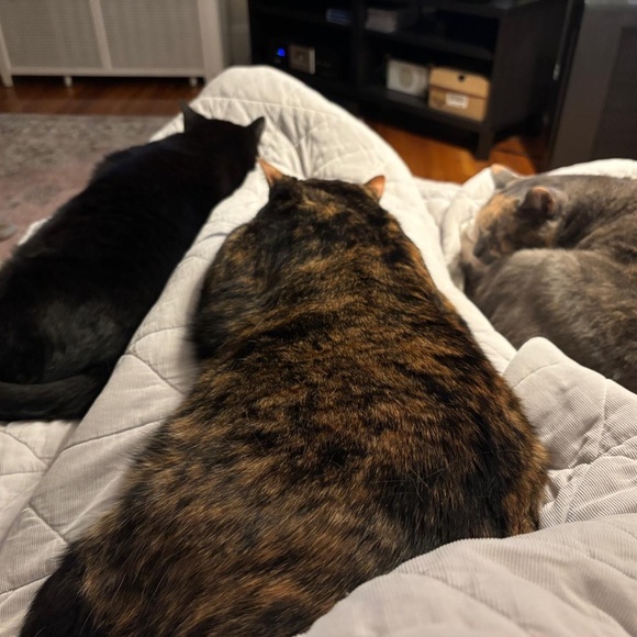 cats! - Picture 2 of 16